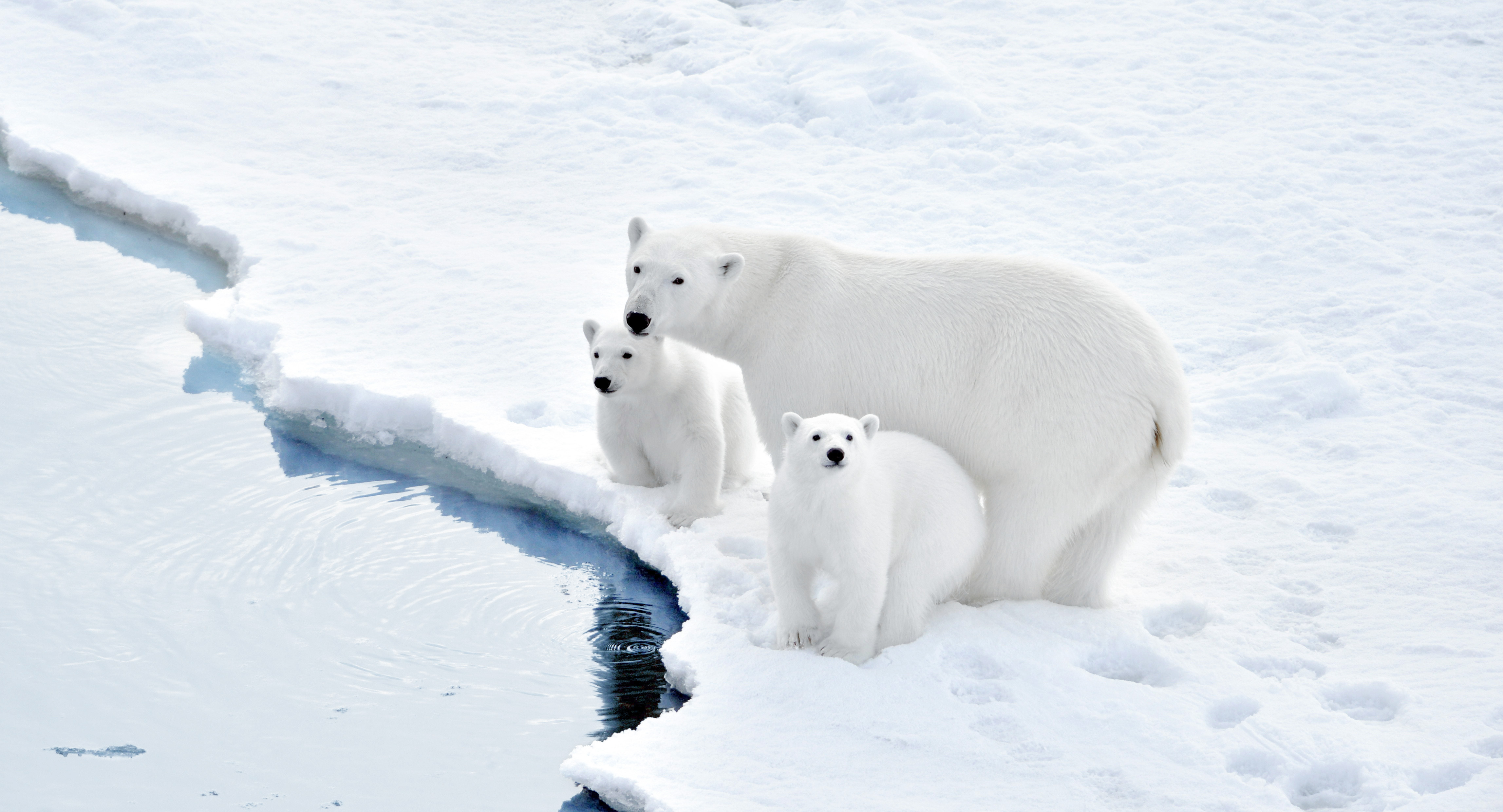 北极熊游泳摄影图片-北极熊游泳摄影作品-千库网