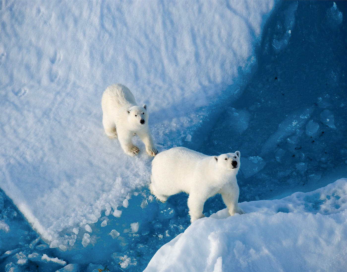 奔跑的北极熊图片素材-编号26239540-图行天下