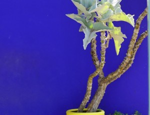 _DSC8001-01
